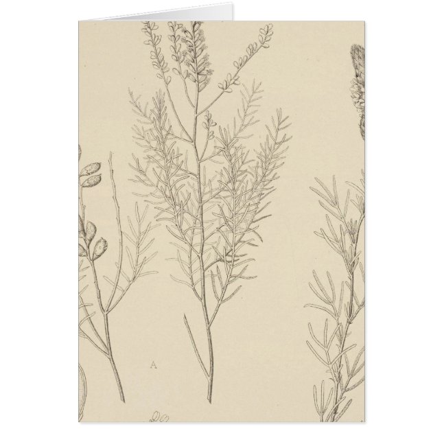 II Parryella, Petalostemon (Vorne)