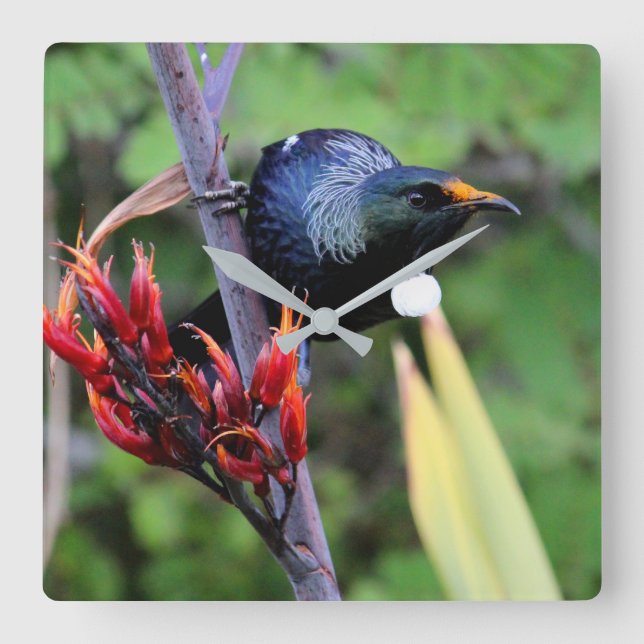 Ikonenhafter NZ Tui Vogel Quadratische Wanduhr (Vorderseite)