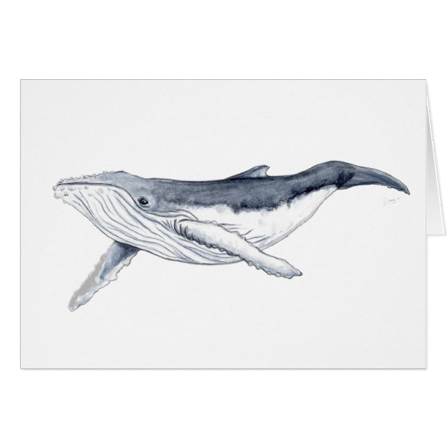 Il boit baleine yubarta (Devant horizontal)