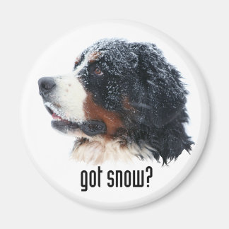 il y a de la neige ? Magnet bernois