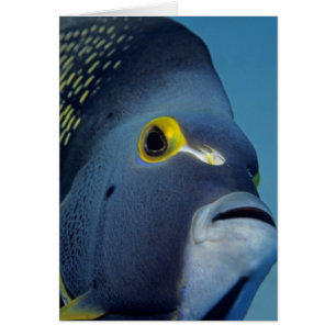 Îles Caïmans, Poisson-ange français Pomacanthus