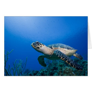 Iles Cayman, Île Little Cayman, Sous-marin 2