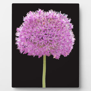 Illium Summer Spring Blume - Irish Design Fotoplatte