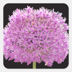 Illium Summer Spring Blume - Irish Design Quadratischer Aufkleber