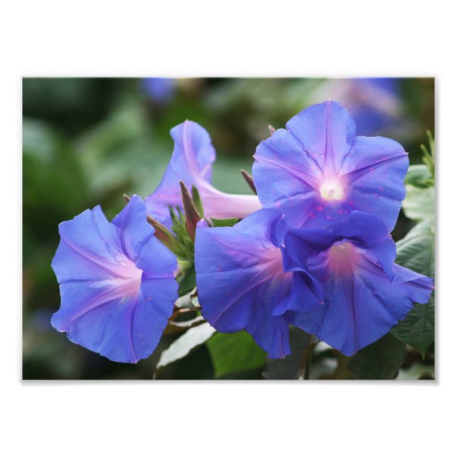 Illuminierte Blue Morning Glory-Wildblumen Fotodruck (Vorne)