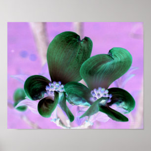 Illuminierte Dogwood-Blüten Poster