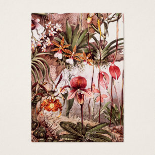 Illustration 1911 de variété de fleur d'orchidé