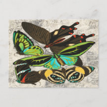 Illustration-1: Französische Vintage Schmetterling