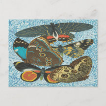 Illustration-2: Vintage französische Schmetterling
