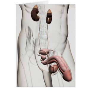 Illustration 3D Du Système Reproductif Homme 1