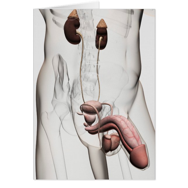 Illustration 3D Du Système Reproductif Homme 1 (Devant)