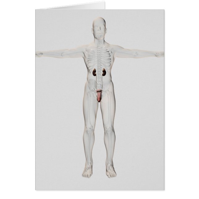 Illustration 3D Du Système Reproductif Homme 2 (Devant)