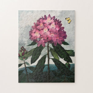 Illustration alter Blumen