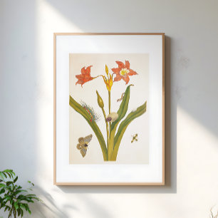 Illustration alter Blumen Botanik Poster