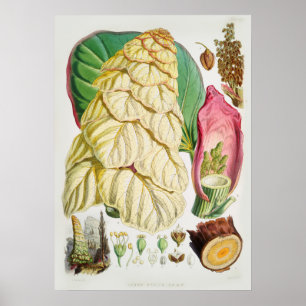 Illustration alter Blumen Poster