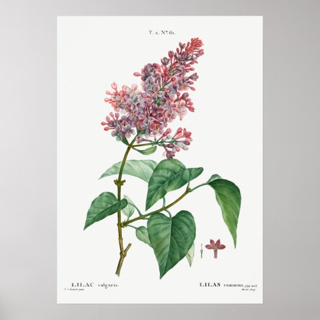 Illustration alter Blumen Poster (Vorne)