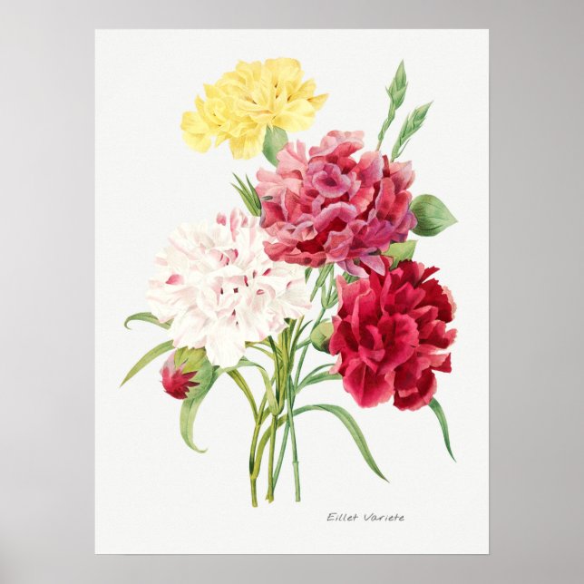 Illustration alter Blumen Poster (Vorne)