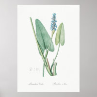 Illustration alter Blumen