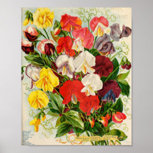 Illustration alter Blumen Poster