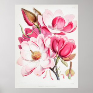 Illustration alter Blumen Poster
