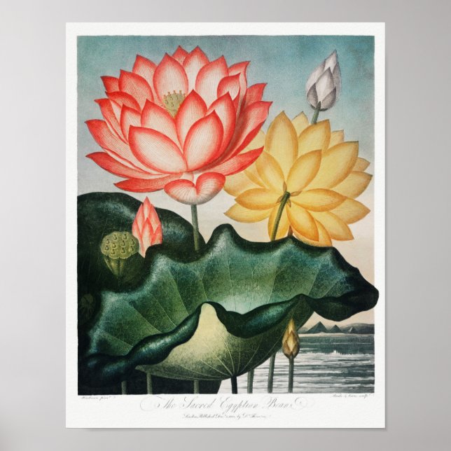 Illustration alter Blumen Poster (Vorne)