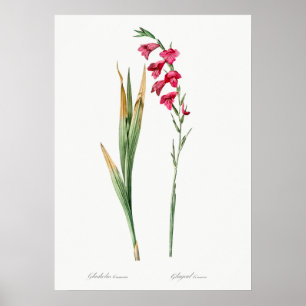 Illustration alter Blumen Poster