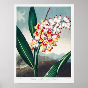 Illustration alter Blumen Poster