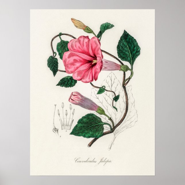 Illustration alter Blumen Poster (Vorne)