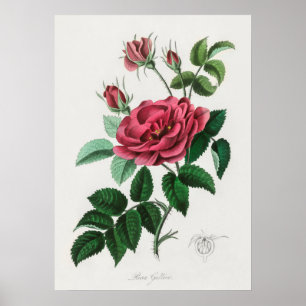 Illustration alter Blumen Poster