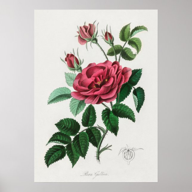 Illustration alter Blumen Poster (Vorne)