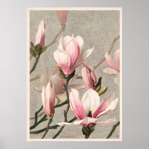 Illustration alter Blumen Poster