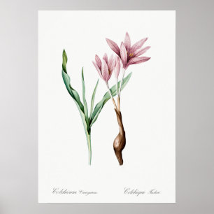 Illustration alter Blumen Poster