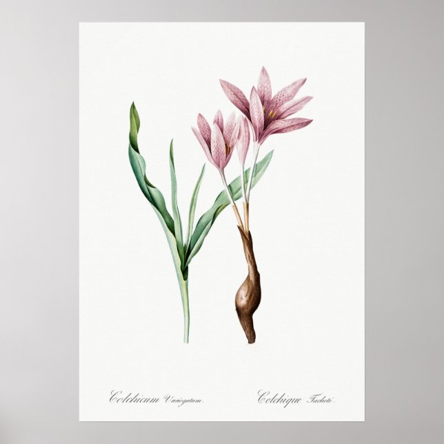 Illustration alter Blumen Poster (Vorne)