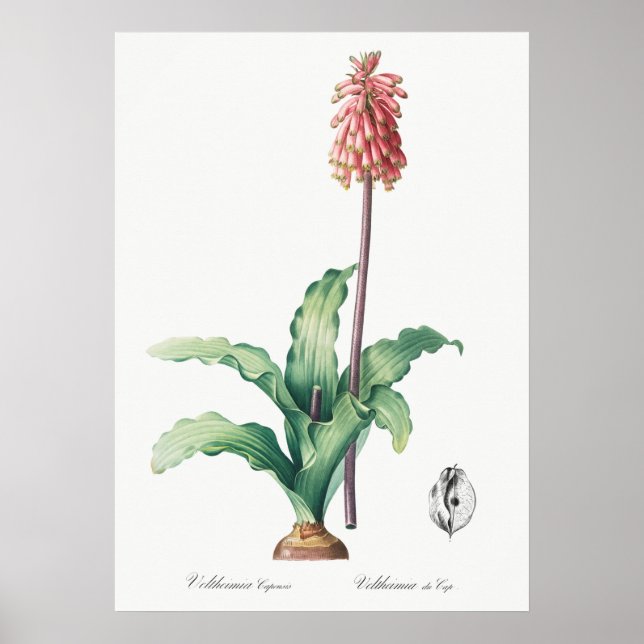 Illustration alter Blumen Poster (Vorne)