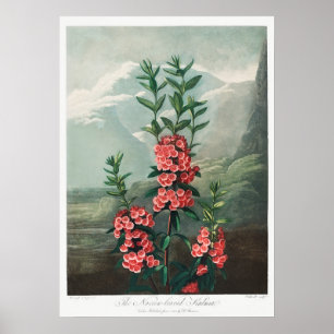 Illustration alter Blumen Poster