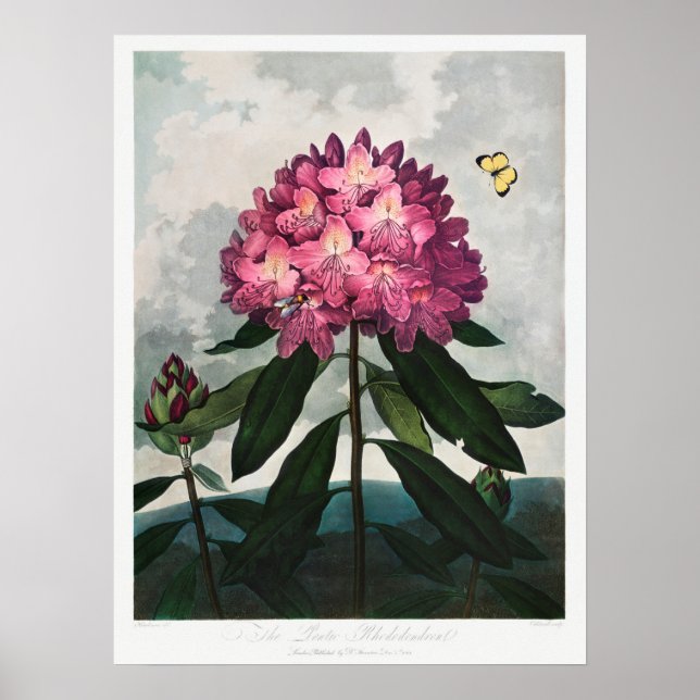 Illustration alter Blumen Poster (Vorne)
