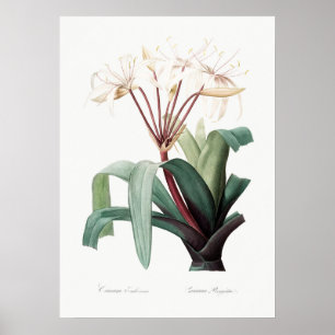 Illustration alter Blumen Poster