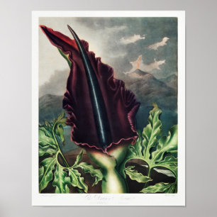 Illustration alter Blumen Poster