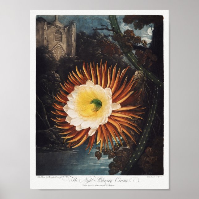 Illustration alter Blumen Poster (Vorne)