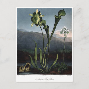 Illustration alter Blumen Postkarte