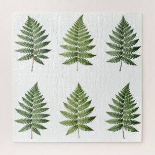 Illustration alter botanischer Farnblätter