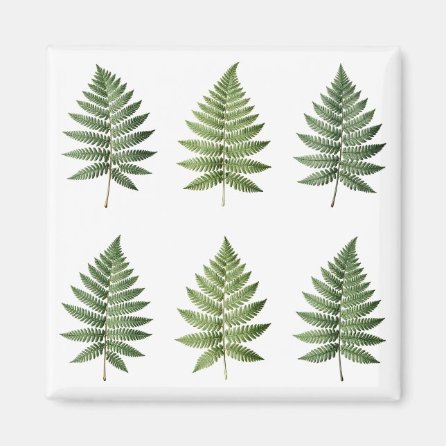 Illustration alter botanischer Farnblätter Magnet (Vorne)