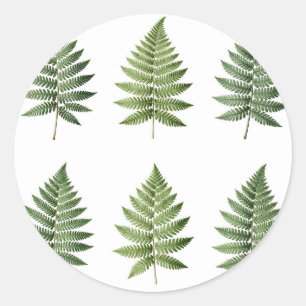 Illustration alter botanischer Farnblätter Runder Aufkleber
