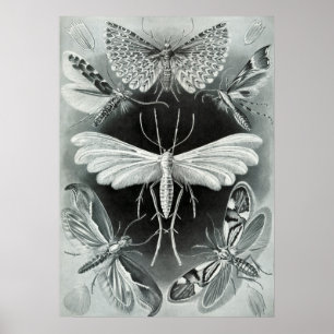 Illustration alter Insekten Poster