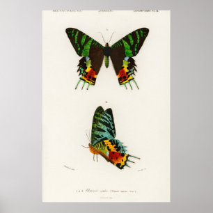 Illustration alter Schmetterlinge Poster