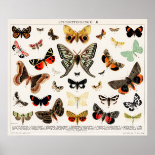 Illustration alter Schmetterlinge Poster