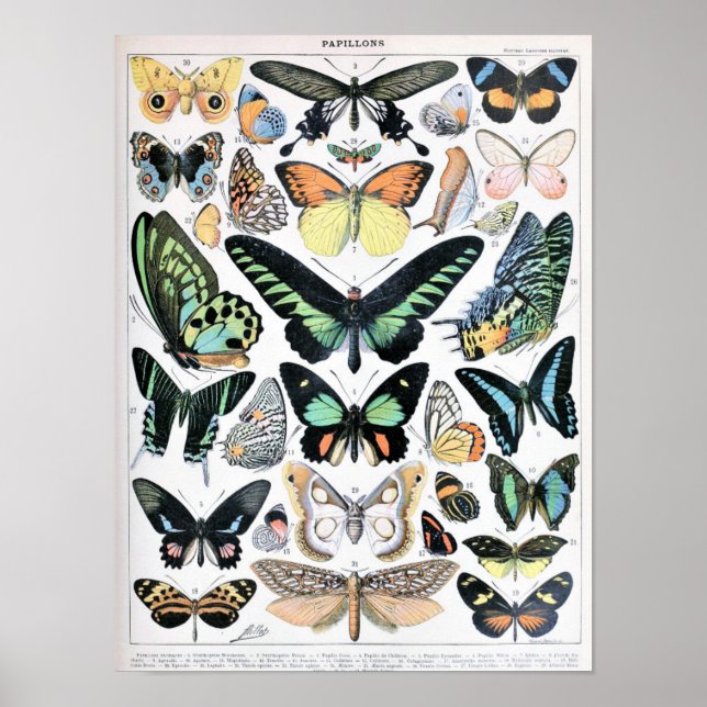 Illustration alter Schmetterlinge Poster (Vorne)
