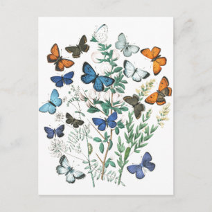 Illustration alter Schmetterlinge Postkarte