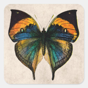 Illustration alter Schmetterlinge - Schmetterlinge Quadratischer Aufkleber