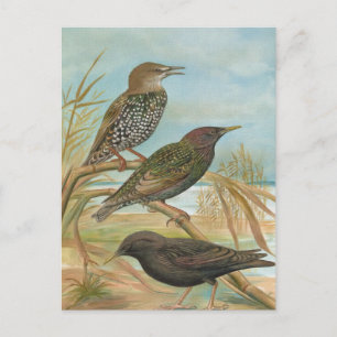 Illustration alter Stare Postkarte